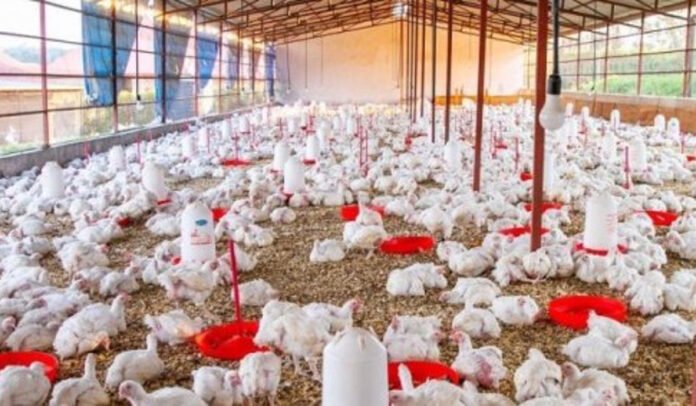 Uttarakhand Poultry Development Policy 2025