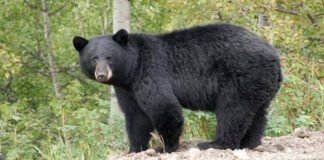 भालू हमला: चमोली के स्कूल में कक्षा से बच्चे को घसीटा गया उत्तराखंड भालू हमला